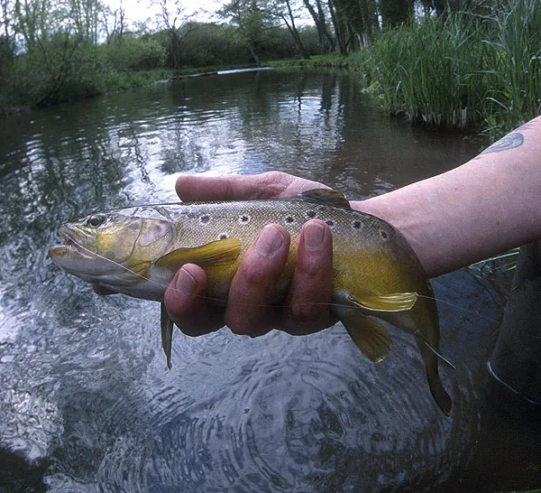 Closeup - A closer look at a Test brown trout.