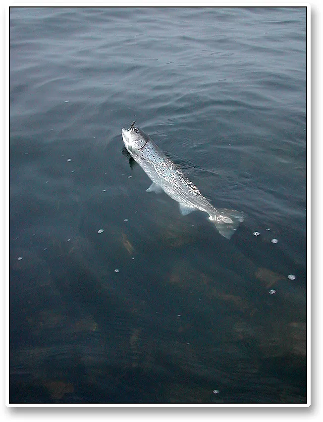 Tired fish - Even though the post spawn fish fight hard, they will usually not run or jump, but seek down and come in close. When they have been tired, they can mostly be unhooked with little effort.