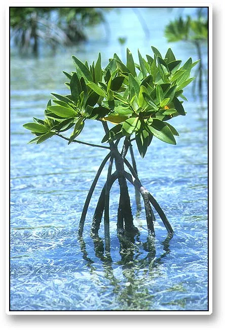 Mini mangrove tree - My fascination with mangrove trees is not over right away. They are indeed amazing survivors, perfectly adapted to a harsh environment.