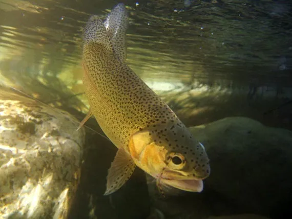 Rainbow trout (underwater) -