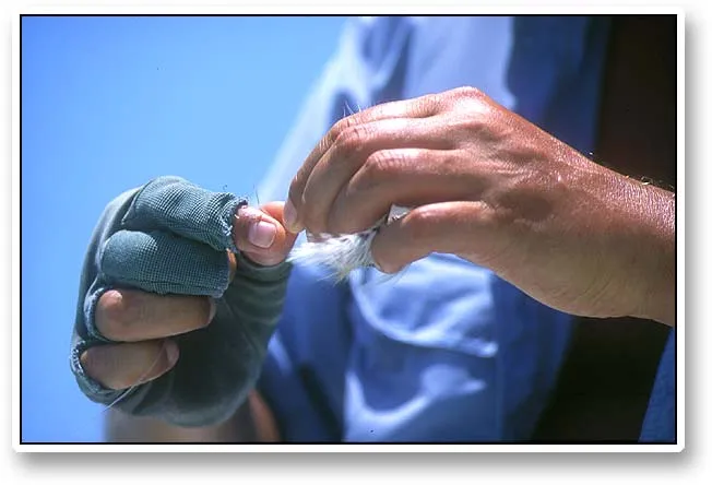 Tying a knot - The on tarpon leaders have to be tied very carefully. The fish are extremely strong and a weak knot can mean loosing the only offer you get in a whole day - or week!