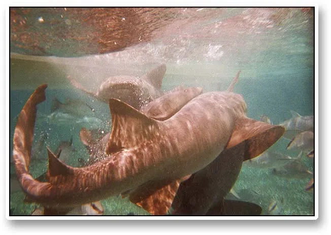 Sharks - If you want to swim with sharks, nurse sharks are the right ones to choose. In the chumming frenzy they are definitely most concentrated on the sardines and not on you legs or arms! That can be reassuring...
