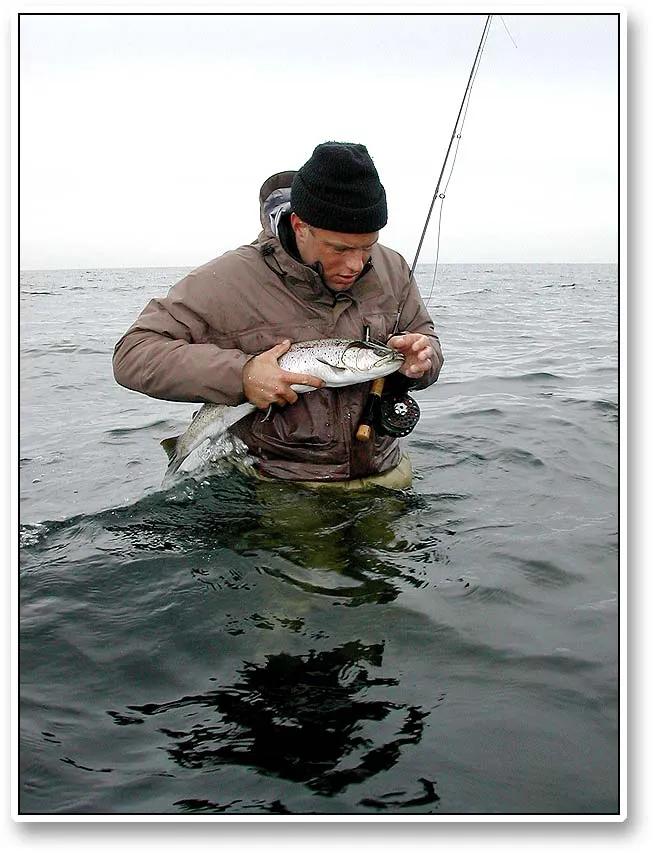 Unhooking - Ken trying to unhook a fish as close to the water as possible. Avoiding lifting the fish is often impossible due to some very good hookups.