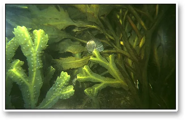 Weed closeup - The very common slightly saw toothed green weed.