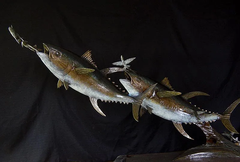 Yellowfin Tuna hunting -