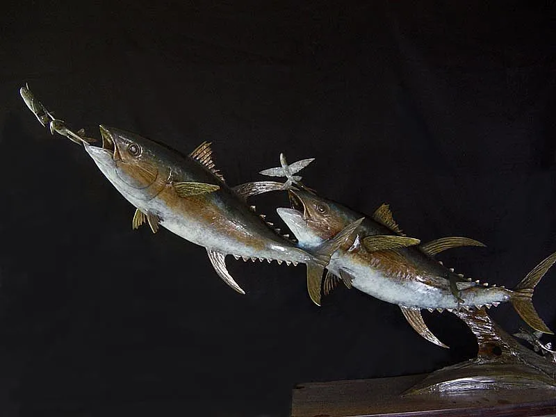 Yellowfin Tuna - With flying fish as a prey