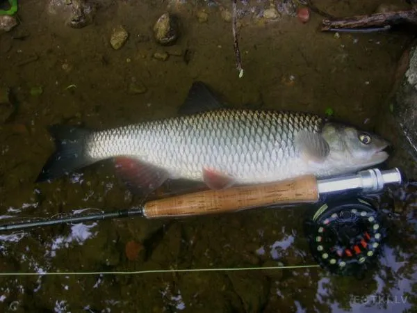 User submitted picture: Chub on a dry fly....