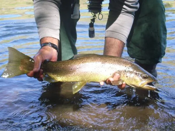 User submitted picture: Brown trout of Aluminé ri...