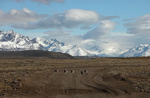 User submitted picture: Southern Patagonia Ãandus...