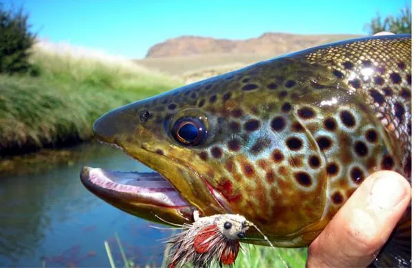 User submitted picture: www.lavaguada.cl: Trout ...