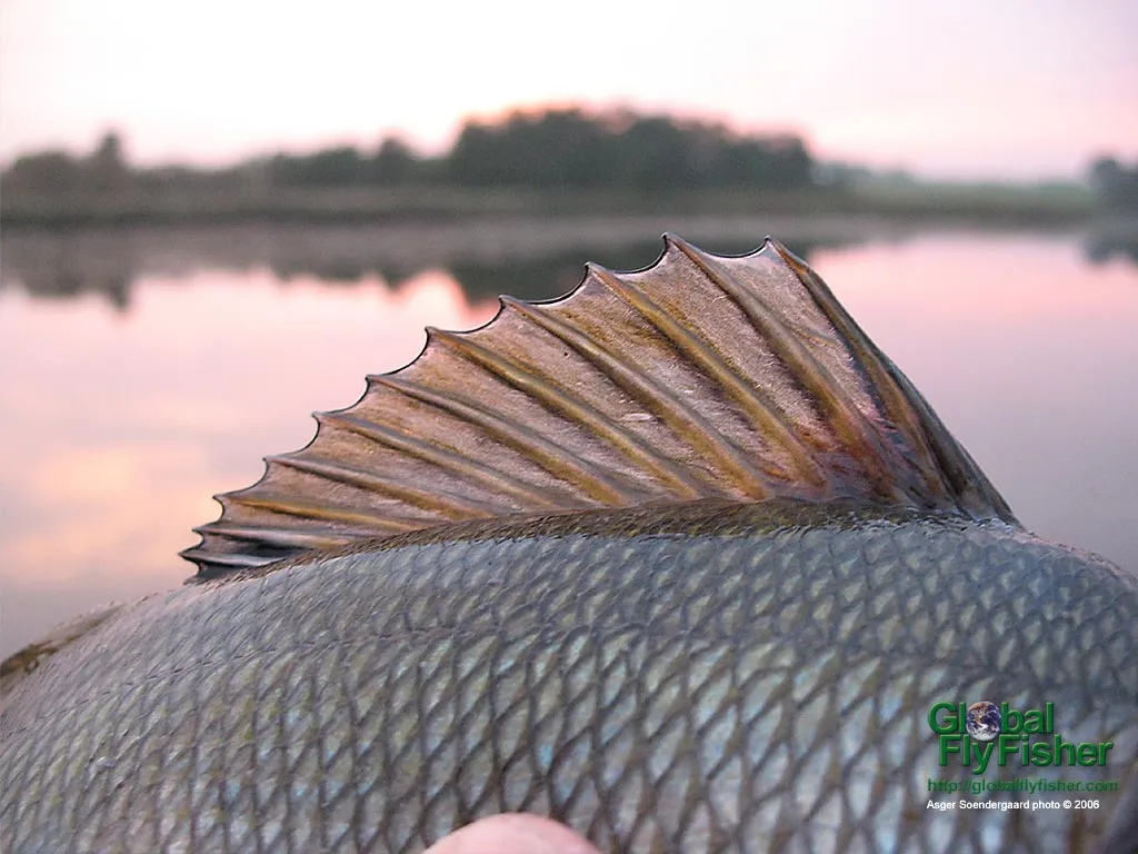 Computer screen wallpaper: Perch fin